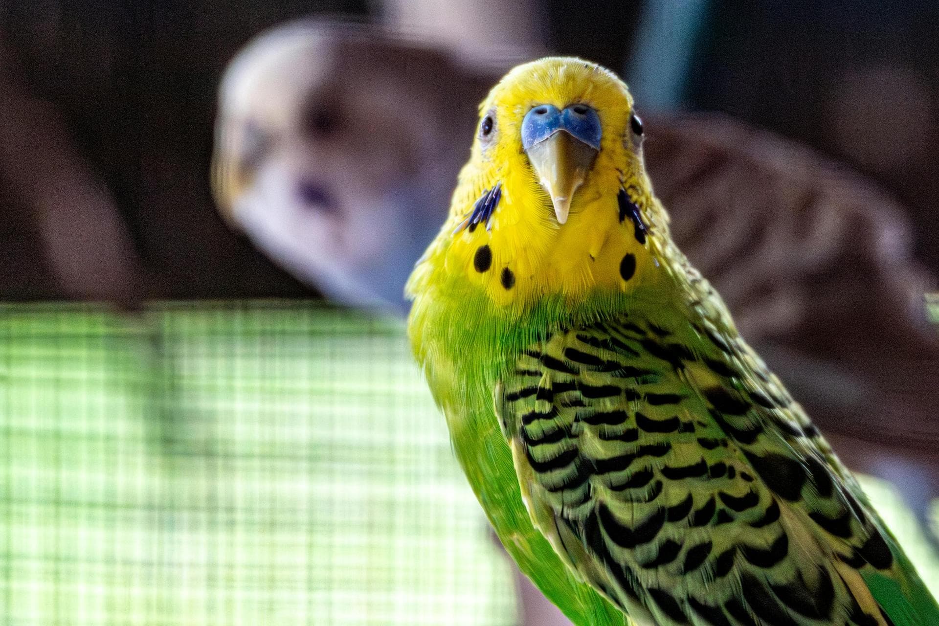 Exotic Pet Vets in Coventry